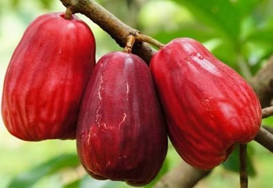 Red Rose Apple Fruit Seeds