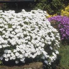 White Aubrieta Flower Flower Seeds - Heirloom Non GMO High Germination Organic Garden Planting Seeds