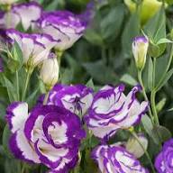 Eustoma Flower – Heirloom, Non-GMO, High Germination, Organic Garden Seeds - Heirloom Non GMO High Germination Organic