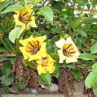 Solandra Flower Flower Seeds - Heirloom Non GMO High Germination Organic Garden Planting Seeds