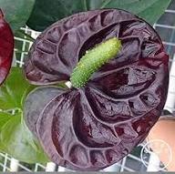 Black Anthurium Flower Seeds - Heirloom, Non-GMO, High Germination, Organic Garden Seeds