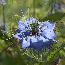 Nigella Flower Seeds