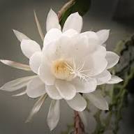 White Peniocereus Flower Seeds Exotic Flowering Plants for Colorful Backyard Beauty Seeds for Planting Heirloom Non-GMO