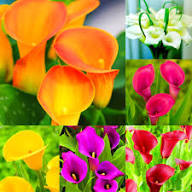 Calla Lily Flower Seeds Mixed