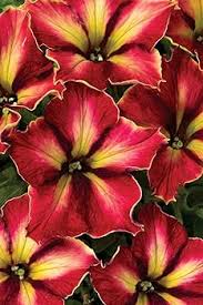 Marron Petunia Flower Seeds for Planting Heirloom Non-GMO High Germination Organic Garden Seeds Colorful Blooms -
