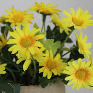 Yellow Daisy Flower Seeds - Heirloom Non GMO High Germination Flower Seeds for Planting