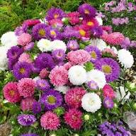 Aster Mixed Flower Flower Seeds - Heirloom Non GMO High Germination Organic Garden Planting Seeds