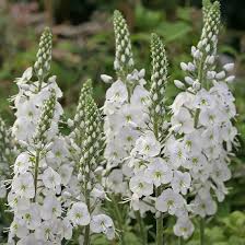 White Veronica Flower