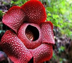 Red Rafflesia Flower