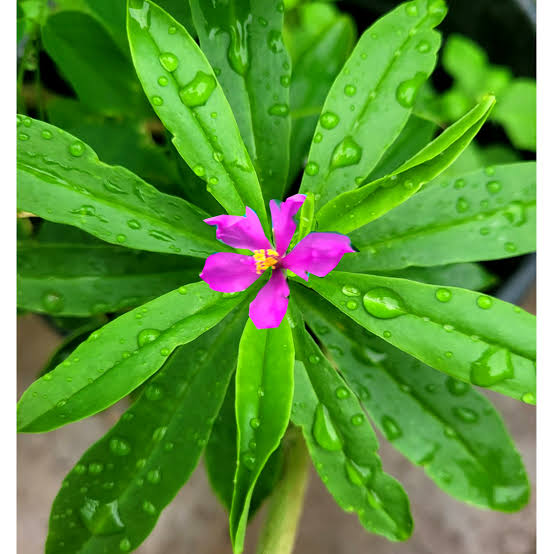 Talinum Flower seeds