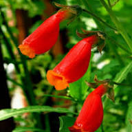 Red Eccremocarpus Flower Seeds