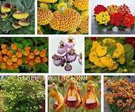Calceolaria Flower Seeds Rare Blooming Plants Seeds Heirloom Non-GMO Premium Organic Garden Seeds