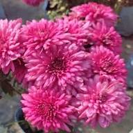 Pink Chrysanthemum Flower Seeds Exotic Flowering Plants for Backyard Garden Beauty for Colorful Seeds for Planting