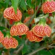 Orange Abutilon Striatum Flower Seeds