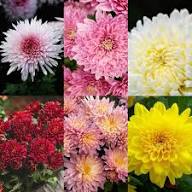Chrysanthemum Flowers Seeds Mixed - Heirloom Non GMO High Germination Garden Seeds for Planting