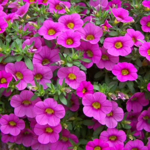 Calibrocha Flower Seeds