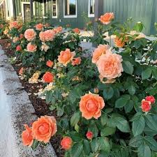 Orange Climbing Rose Flower Seeds