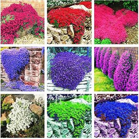 Mixed Cress Flower Seeds