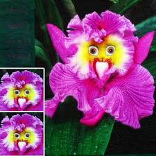 Purple Monkey Face Orchid Flower Seeds - Heirloom Non GMO High Germination Organic Garden Seeds