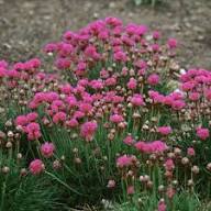 Pink Armeria Maritima Flower Seeds