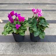 Purple Cyclamen Flower Seeds