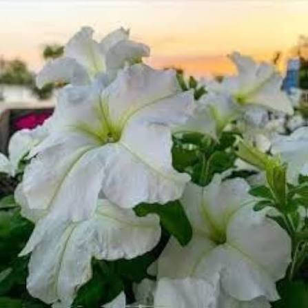 White Petunia Flower Seeds White