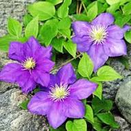 Violet Blooming Clematis Flower Flower Seeds - Heirloom Non GMO High Germination Organic Garden Planting Seeds