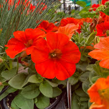 Mixed Bonsai Petunia Flower Seeds