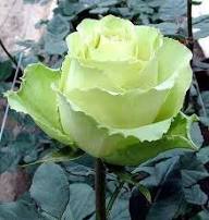 Green Rose Flower Seeds
