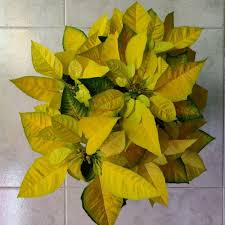 Yellow Poinsettia Flower Seeds