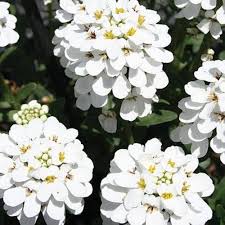 Candytuft Flower Seeds
