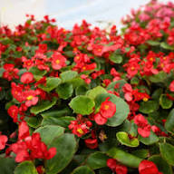 Red Begonia Flower Flower Seeds - Heirloom Non GMO High Germination Organic Garden Planting Seeds