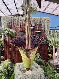 Maroon Corpse Flower Seeds