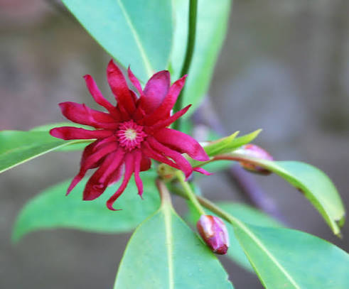 Illicium Flower Seeds