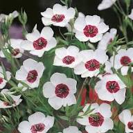 White Flax Flower Seeds Heirloom Non-GMO Seeds for Planting High Germination Organic Garden Seeds - Heirloom Non GMO