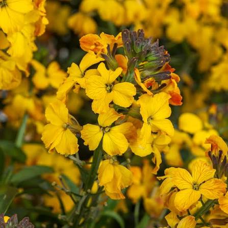 YELLOW PLUMBAGO FLOWER SEEDS HEIRLOOM NON-GMO HIGH GERMINATION ORGANIC GARDEN SEEDS FOR PLANTING Seeds - Heirloom Non GM