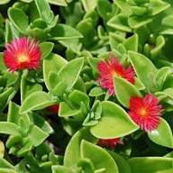 Pink Aptenia Flower Seeds