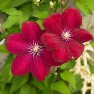 Red Clematis Flower Seeds - Heirloom Non GMO High Germination Garden Seeds for Planting