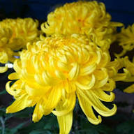 Yellow Chrysanthemum Flower Seeds - Heirloom Non GMO High Germination Garden Seeds for Planting