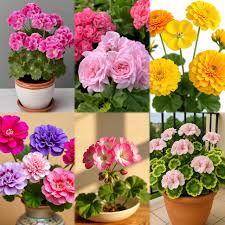 Geranium Flower Seeds Mixed