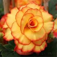 Red Yellow Begonia Flower Heirloom Non GMO High Germination Organic Garden Seeds - Heirloom Non GMO High Germination