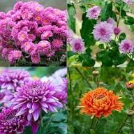 Chrysanthemum Flower Seeds Planting and Growing Rare Blooming Plants Balcony and Patio Seeds for Planting - Heirloom Non