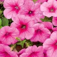 Pink Light Petunia Flower Seeds