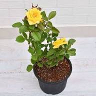 Yellow Rose Flower Flower Seeds - Heirloom Non GMO High Germination Organic Garden Planting Seeds