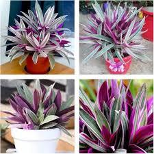 Tradescantia Flower Seeds