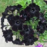 Black Black Petunia Flower Fresh Planting Petunias Flower Seeds Home Garden Planting Seeds for Planting Heirloom