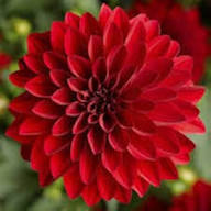 Dark Red Dahlia Flower Seeds for Planting - Heirloom, Non-GMO, High Germination, Organic Garden Seeds