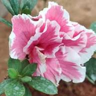 White Red Azalea Flower Bicolor Azalea Seeds Seeds for Planting Heirloom Non-GMO High Germination Organic Garden Seeds