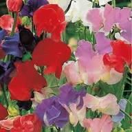 Pink Lathyrus Flower Seeds Easy Grow Blossoms for Home Garden Decoration, Heirloom Non-GMO High Germination Seeds for