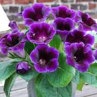 Violet Blooming Gloxinia Flower Seeds